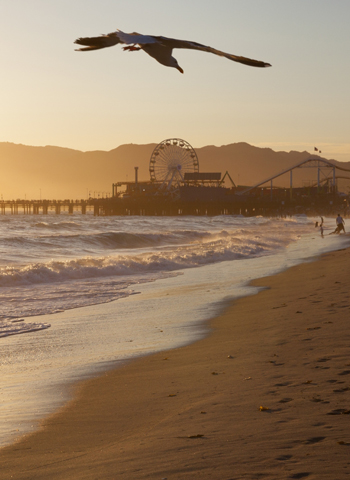 santa monica beach, santa monica pier, seagull flying over ocean, sunset over the clouds